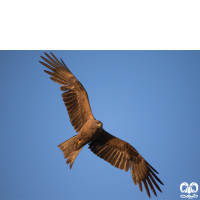 گونه کورکور سیاه Black Kite